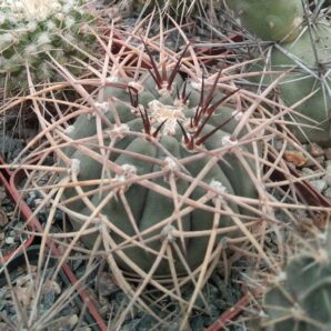 Gymnocalycium cardenasianum -cube-9cm-