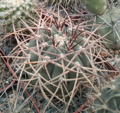Gymnocalycium cardenasianum -cube-9cm-