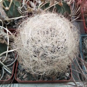 Neoporteria senilis -cube-7cm-
