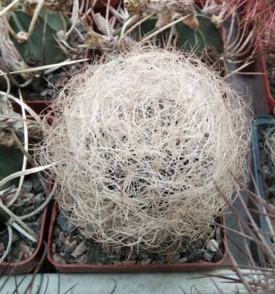 Neoporteria senilis -cube-7cm-