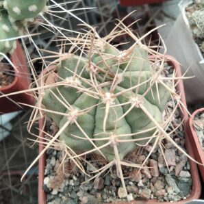 Gymnocalycium griseopallidum -cube-7cm-