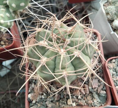Gymnocalycium griseopallidum -cube-7cm-