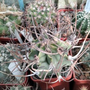 Astrophytum crasispinum