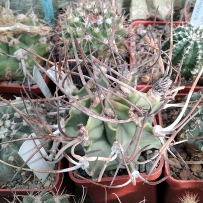 Astrophytum crasispinum