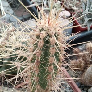 Marawetzia variicolor -MG-