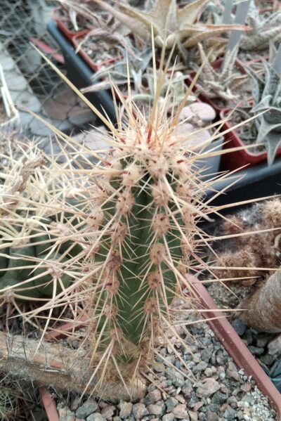 Marawetzia variicolor -MG-
