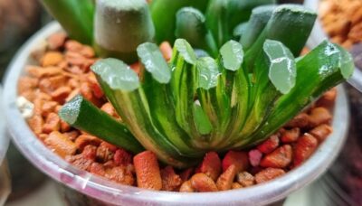 Haworthia Truncata "ILLUMINATION" var. - Зображення 3