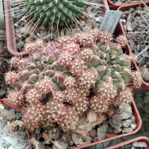 Gymnocalycium anisitsii v. multiproliferum -MG-