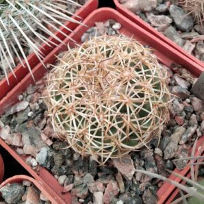 Coryphantha pseudoradians FO-047