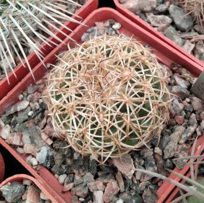 Coryphantha pseudoradians FO-047