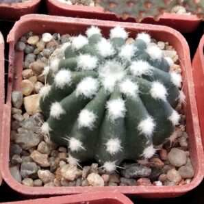 Echinopsis subdenudata
