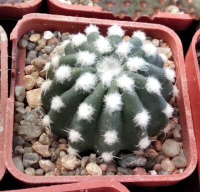 Echinopsis subdenudata