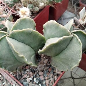 Astrophytum myriostigma v. nudum -двійня-