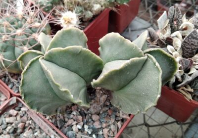 Astrophytum myriostigma v. nudum -двійня-