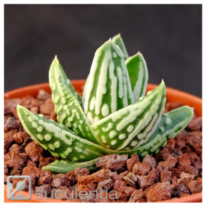 Haworthia pumila 'Tears of Angels', фото Leo González