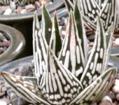 Haworthia pumila 'Tears of Angels', фото Paolo Del Piano