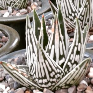 Haworthia pumila 'Tears of Angels', фото Paolo Del Piano