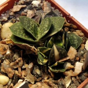 Gasteria gracilis f. variegata-