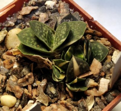 Gasteria gracilis f. variegata-