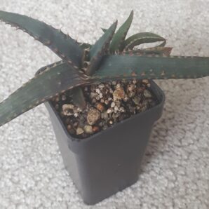 Aloe thraskii