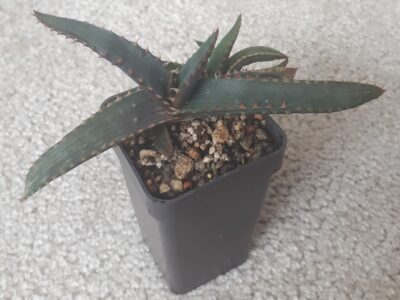 Aloe thraskii