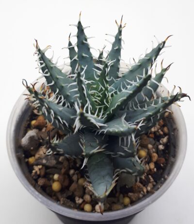 Aloe erinacea - Зображення 2