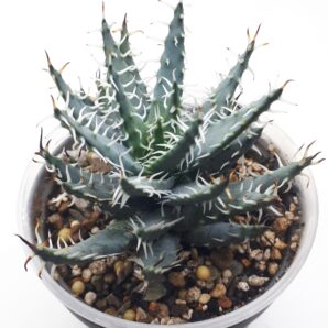 Aloe erinacea