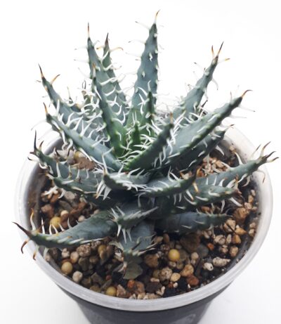 Aloe erinacea