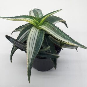 Aloe tiger taffy