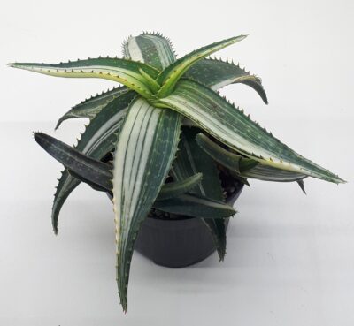 Aloe tiger taffy