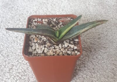 Aloe tiger taffy - Зображення 2