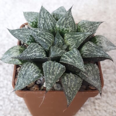 Haworthia yuki keshiki