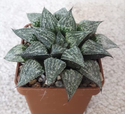 Haworthia yuki keshiki - Зображення 2
