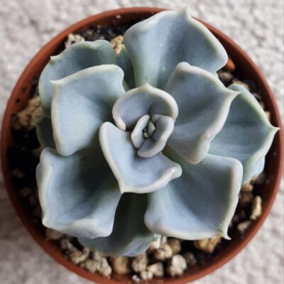 Echeveria thriller pearl - Зображення 2