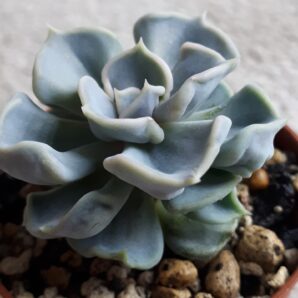 Echeveria thriller pearl