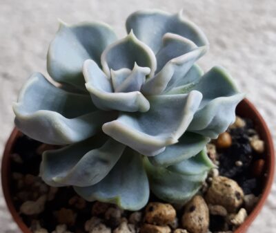 Echeveria thriller pearl