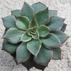 Echeveria shaviana hybrid