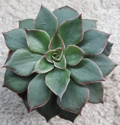 Echeveria shaviana hybrid