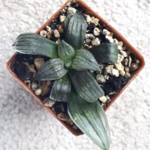 Haworthia atrofusca mutant cv. Watermelon