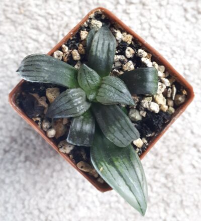 Haworthia atrofusca mutant cv. Watermelon