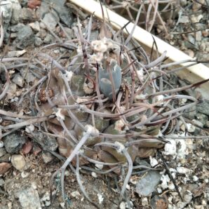 Gymnocalycium knollii WO 066 -seeds-насіння-
