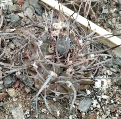 Gymnocalycium knollii WO 066 -seeds-насіння-