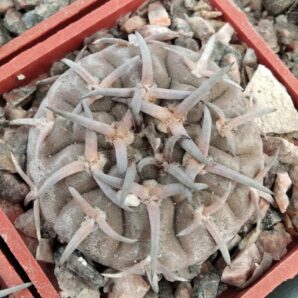 Gymnocalycium asterium -seeds-насіння-