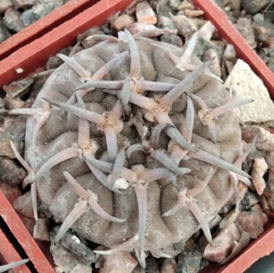 Gymnocalycium asterium -seeds-насіння-