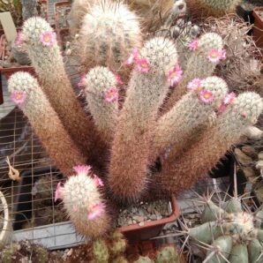 Mammillaria elongata v. echinaria -cube-9cm-