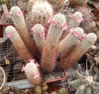 Mammillaria elongata v. echinaria -cube-9cm-