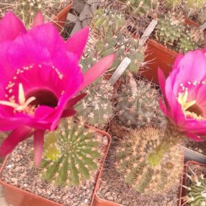 Pseudolobivia kermesina -seeds-насіння-