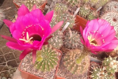 Pseudolobivia kermesina -seeds-насіння-