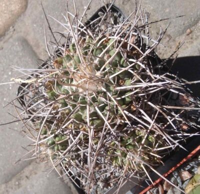 Mammillaria tolimensis -cube-8cm-
