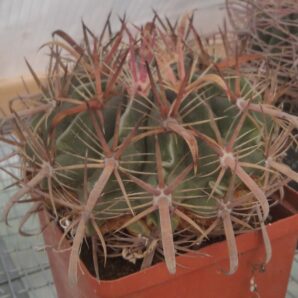 Ferocactus latispinus -cube-12cm-
